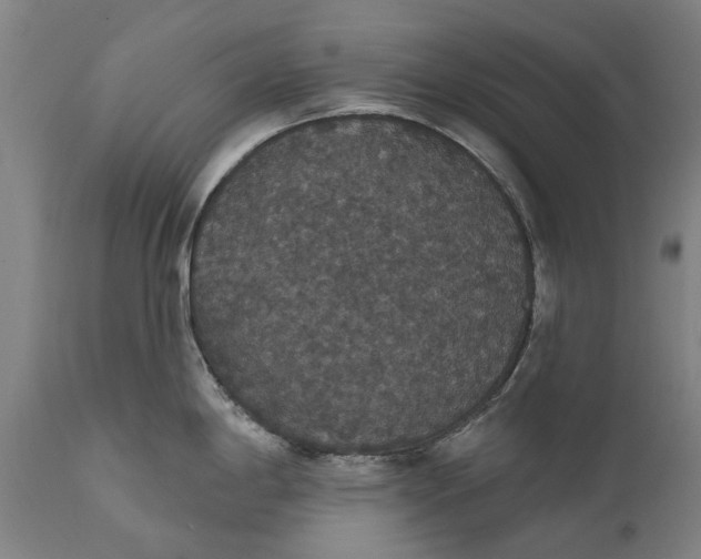 X0000111591198200908061342