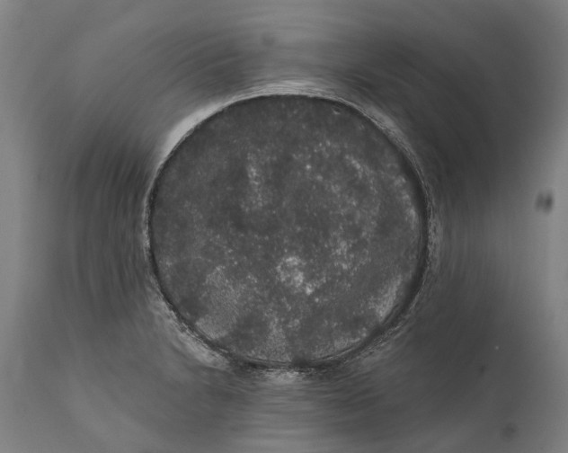 X0000111591230200908061342