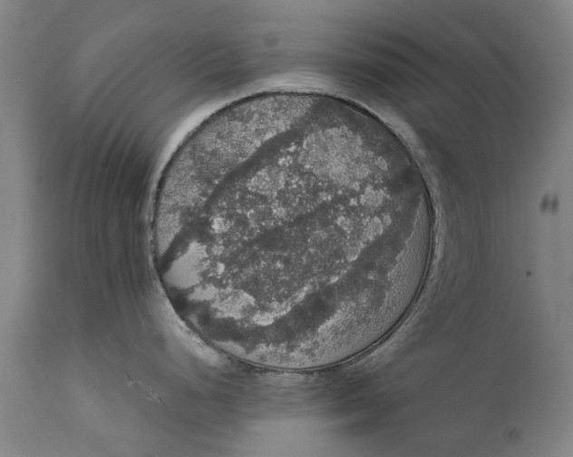 X0000111591248200908061342