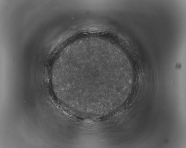 X0000111591253200908061341