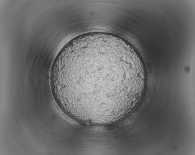 X0000111591283200908061340