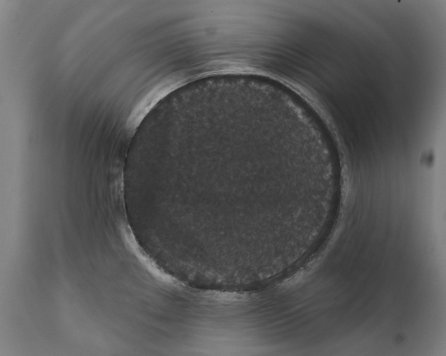 X0000111591289200908061340