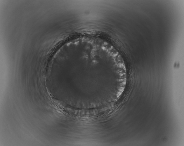 X0000111591297200908061339