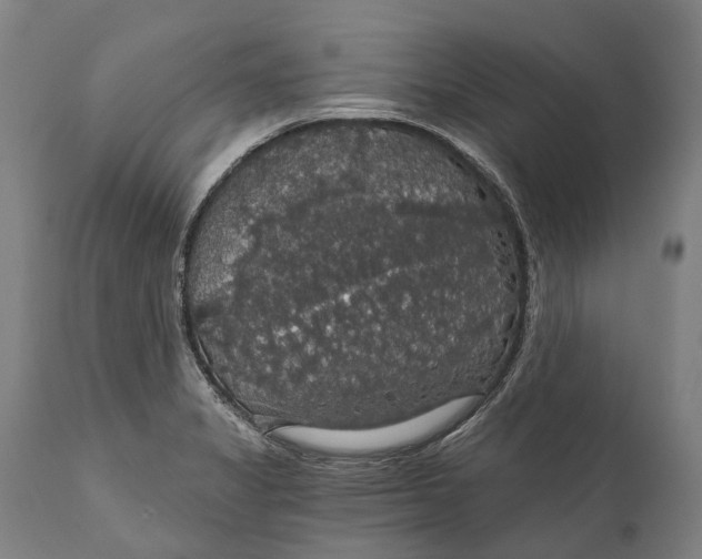 X0000111591325200908061340