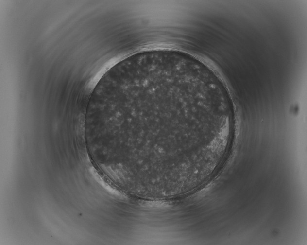 X0000111591337200908061340