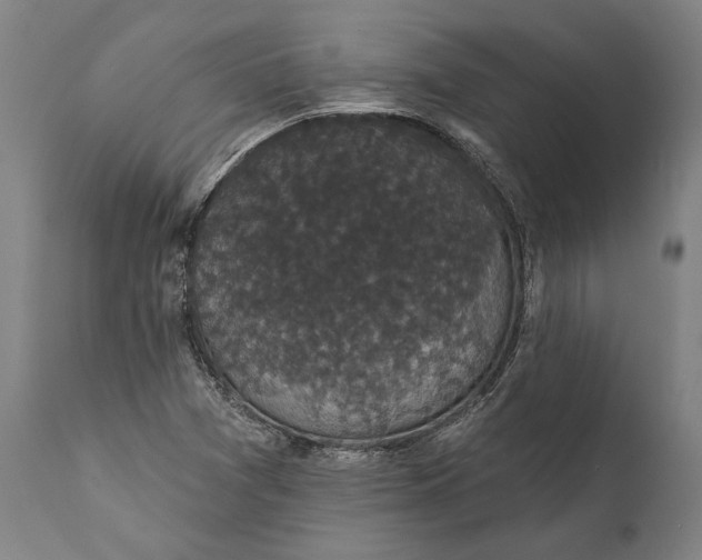 X0000111591361200908061339