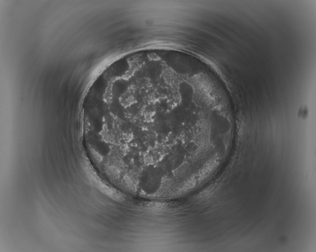 X0000111591371200908061339