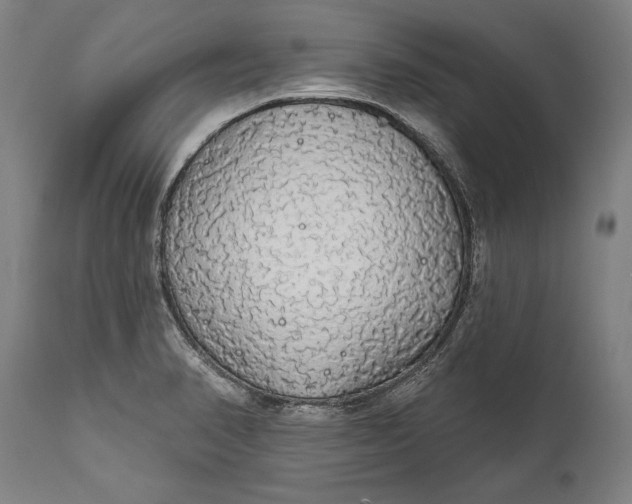 X0000111591374200908061339