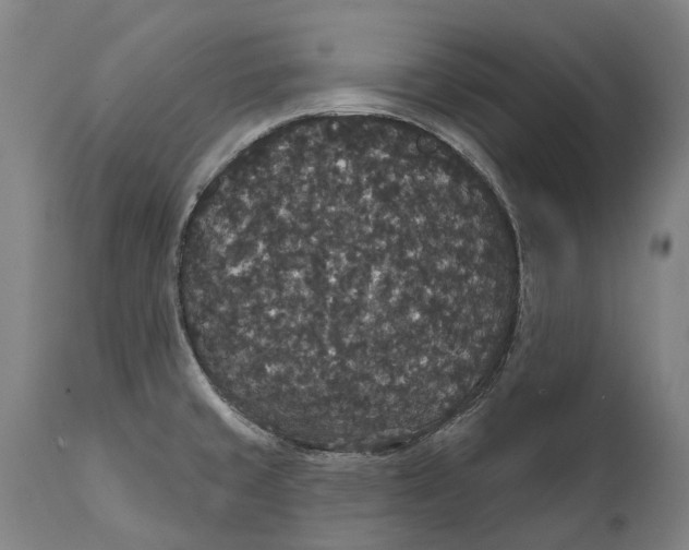 X0000111591429200908061338