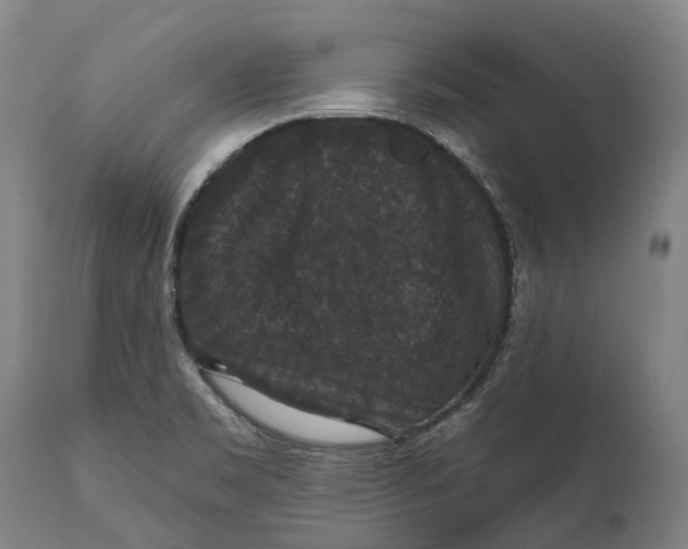 X0000111591469200908061337