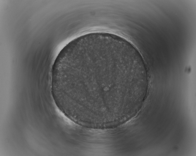 X0000111591527200908061337