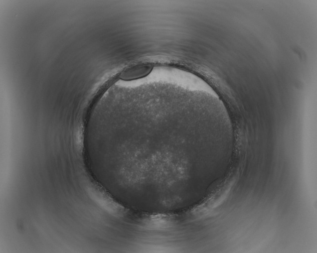 X0000111590064200908131350