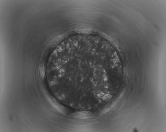 X0000111590069200908131350