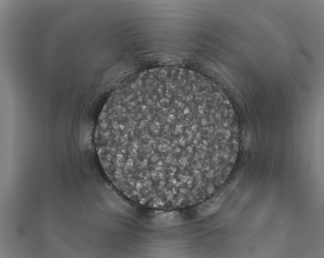 X0000111590185200908131349