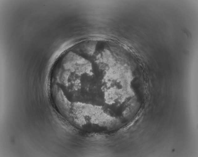 X0000111590343200908131346