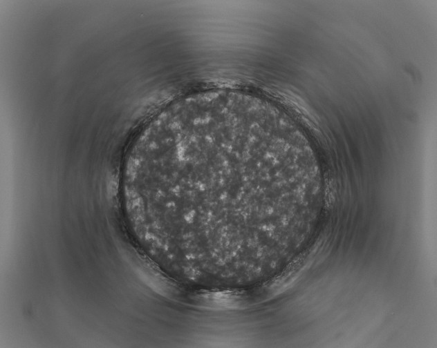 X0000111590365200908131346
