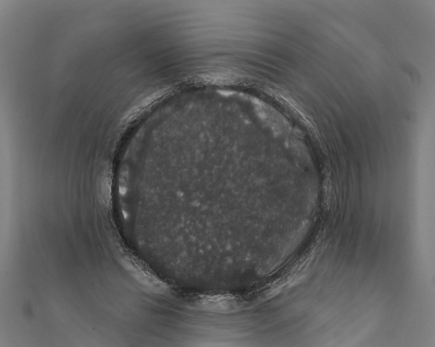 X0000111590446200908131344