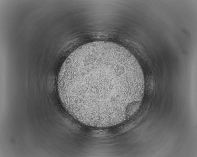 X0000111590511200908131343
