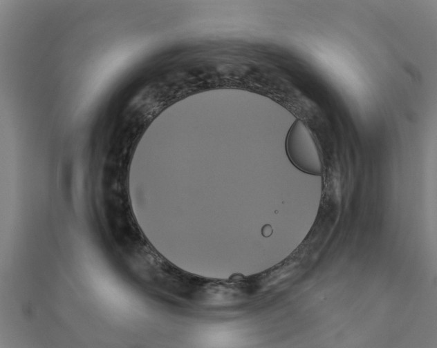 X0000111590526200908131343