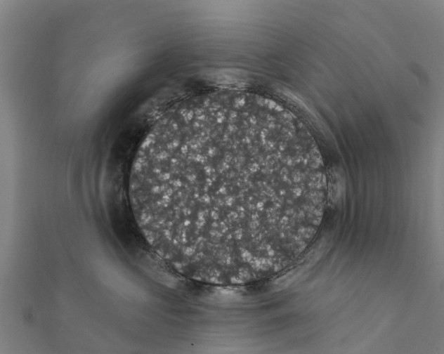 X0000111590573200908131343