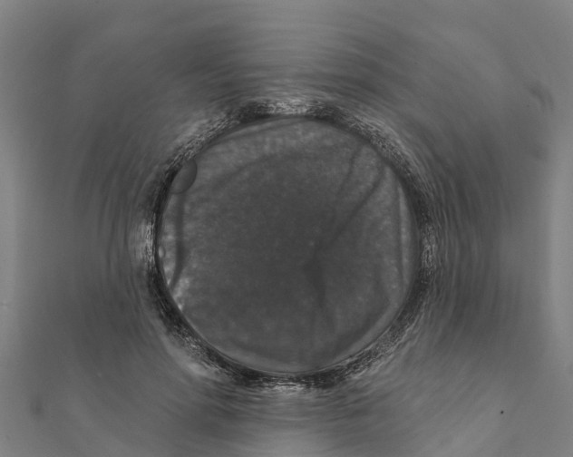 X0000111590598200908131342