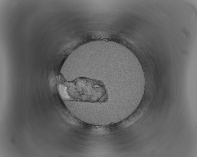 X0000111590624200908131342