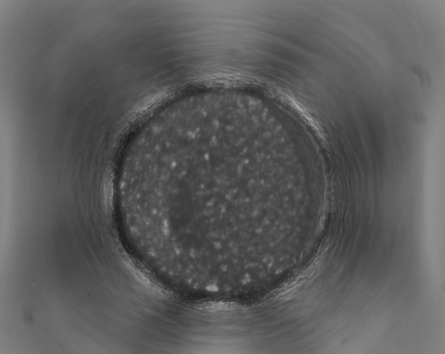 X0000111590637200908131341