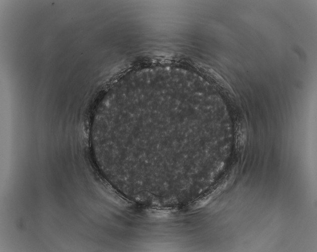 X0000111590661200908131341
