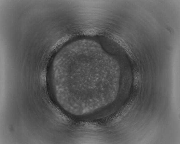 X0000111590681200908131341