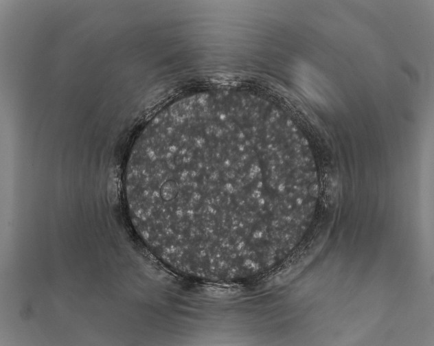 X0000111590707200908131340