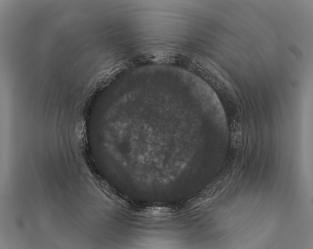 X0000111590748200908131340