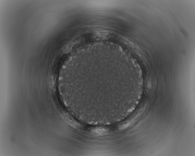 X0000111590759200908131340