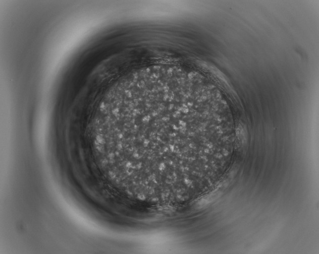 X0000111590765200908131340
