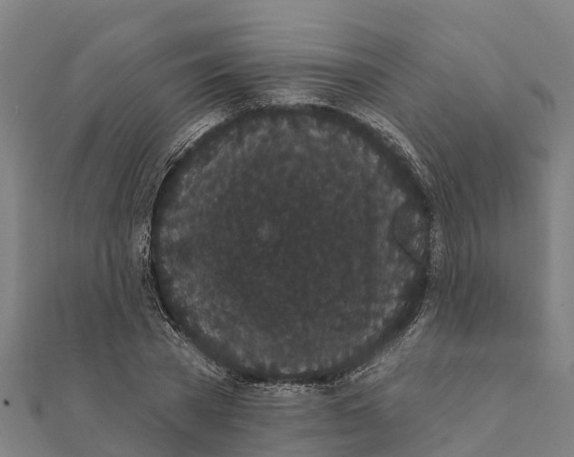 X0000111590785200908131339