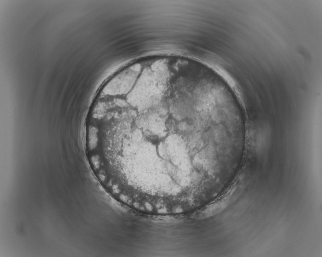 X0000111590807200908131339