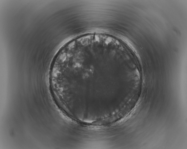X0000111590853200908131339