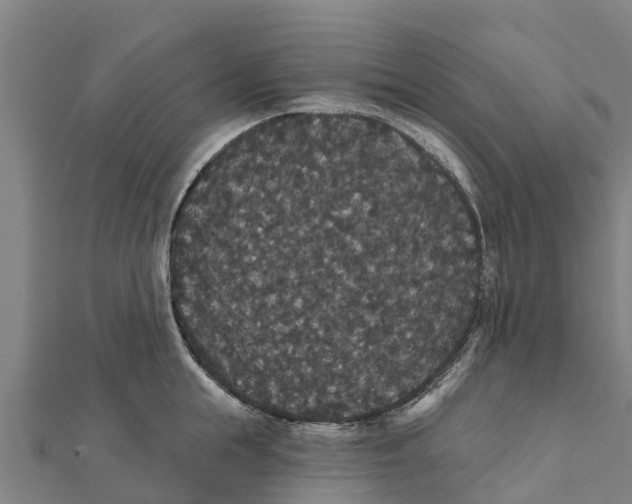 X0000111590855200908131339
