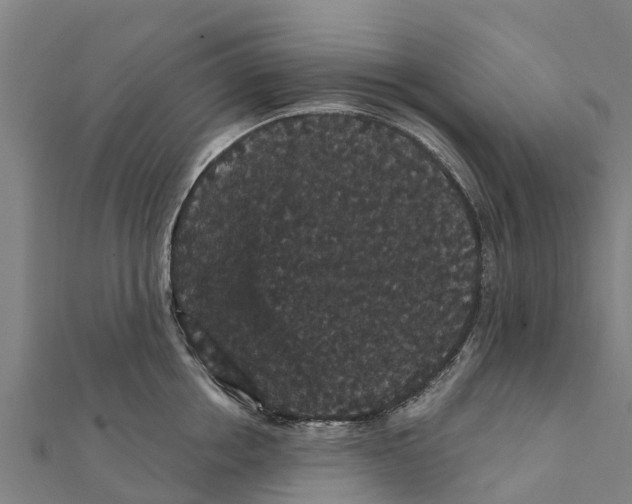 X0000111590858200908131339
