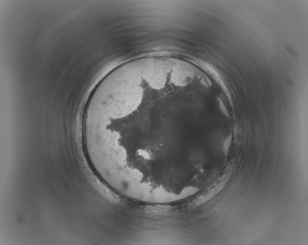 X0000111590859200908131339