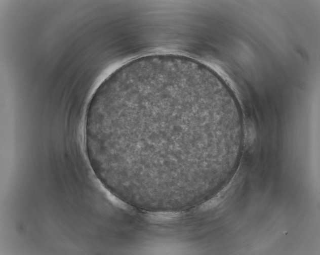 X0000111591294200908131332