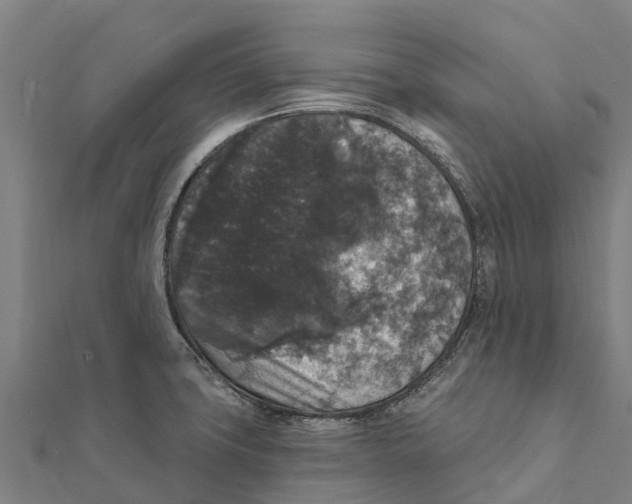 X0000111591427200908131330