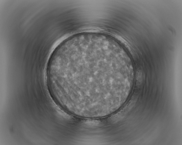 X0000111591466200908131330
