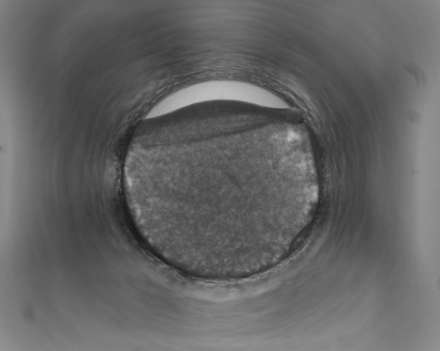 X0000111590029200908271018