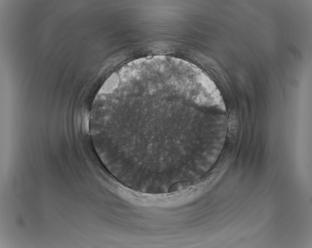 X0000111590046200908271018