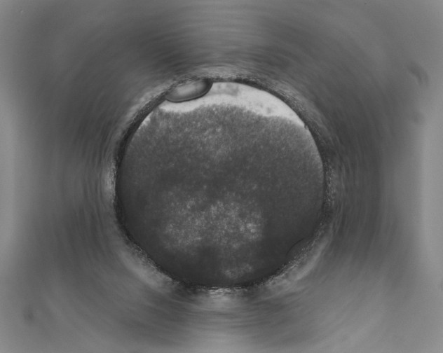 X0000111590064200908271018