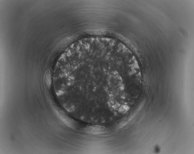 X0000111590069200908271018