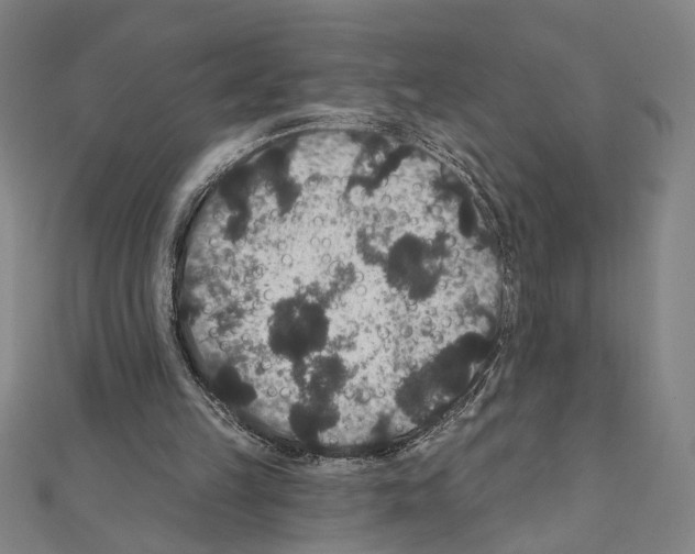 X0000111590149200908271016