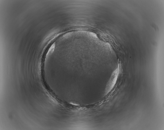 X0000111590243200908271015