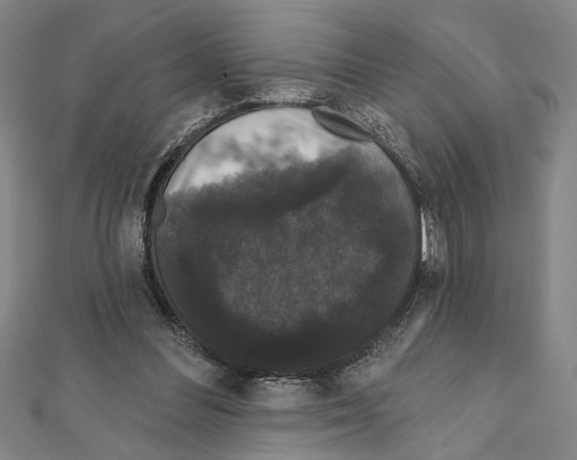 X0000111590300200908271014