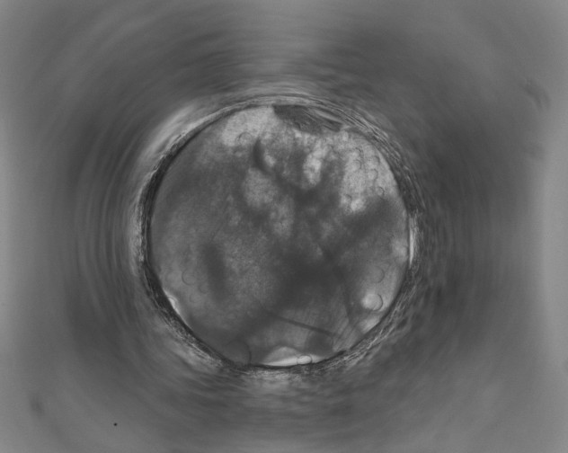 X0000111590339200908271013